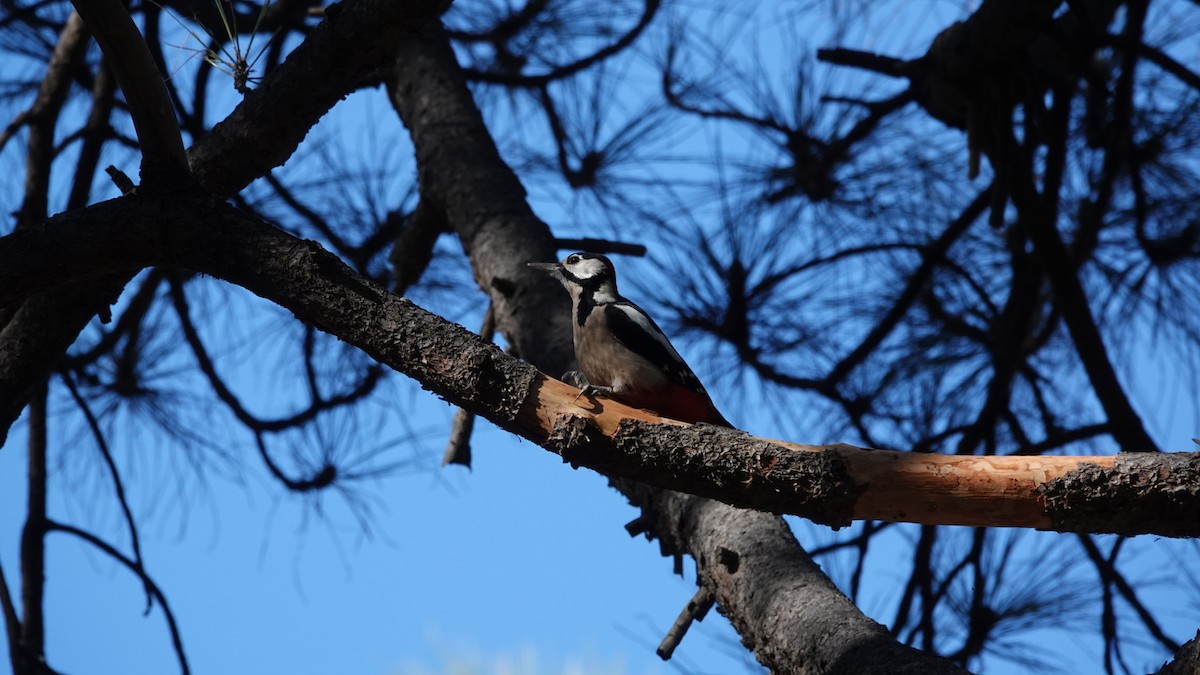 Great Spotted Woodpecker - ML614060962