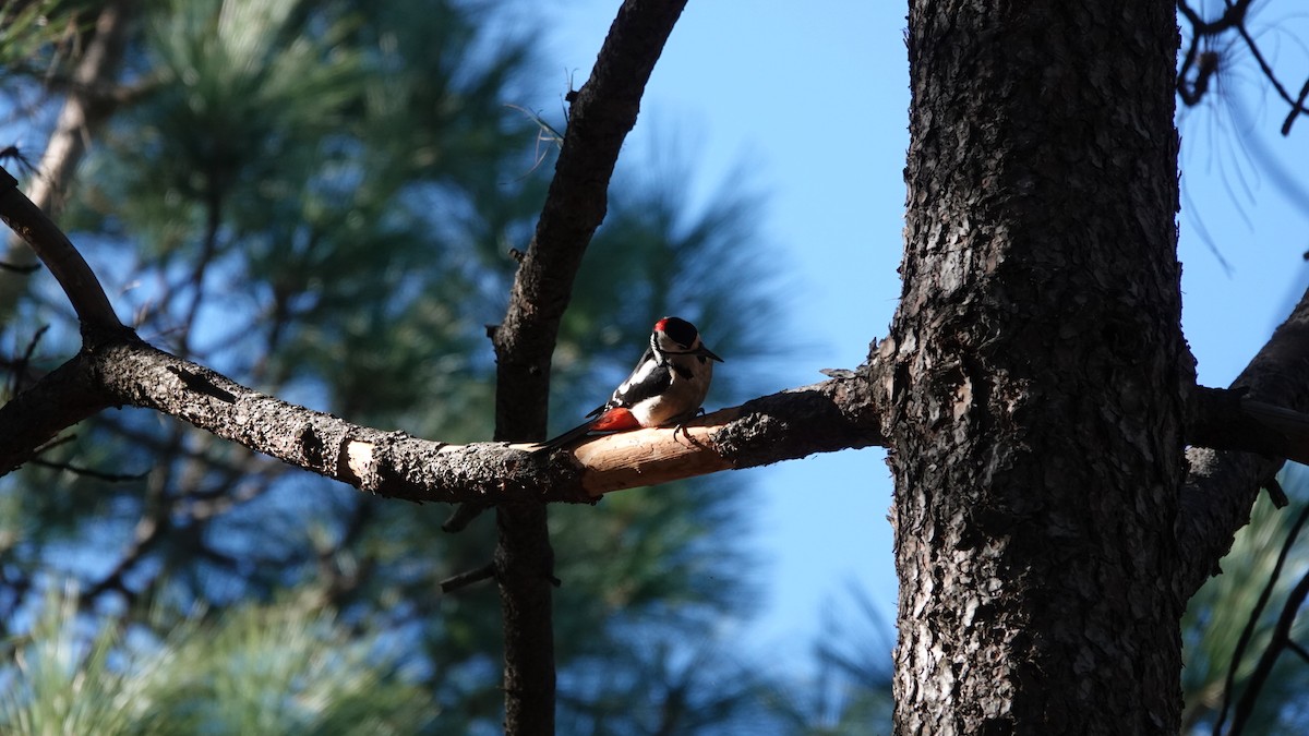Great Spotted Woodpecker - ML614060973
