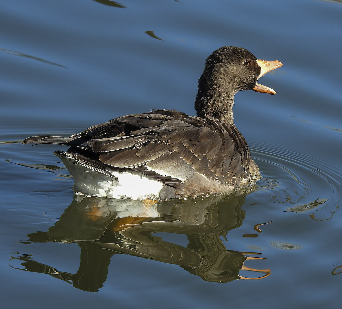 Greater White-fronted Goose - ML614061108