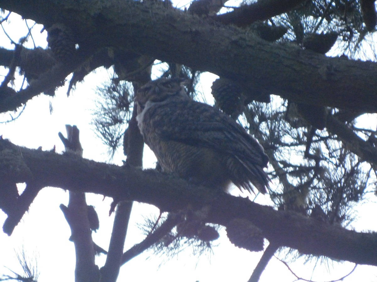 Great Horned Owl - ML614061203