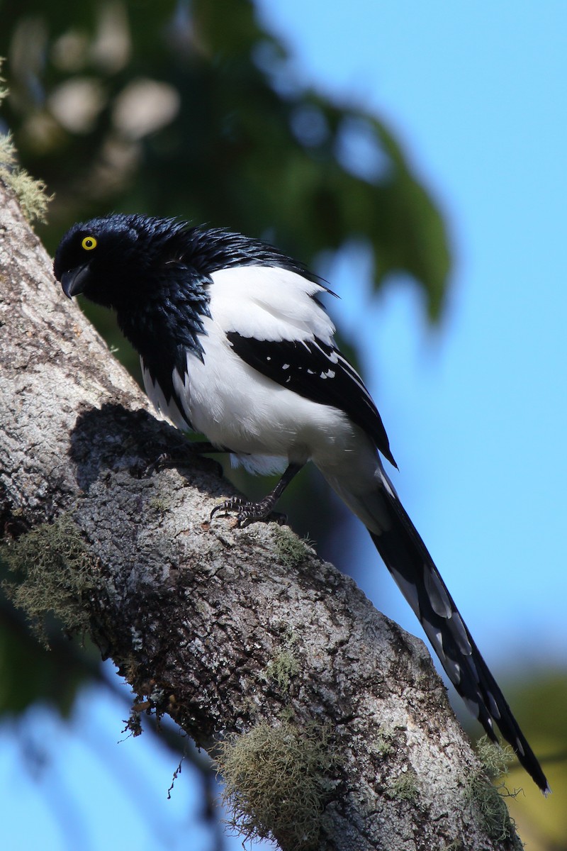 Magpie Tanager - ML614061268