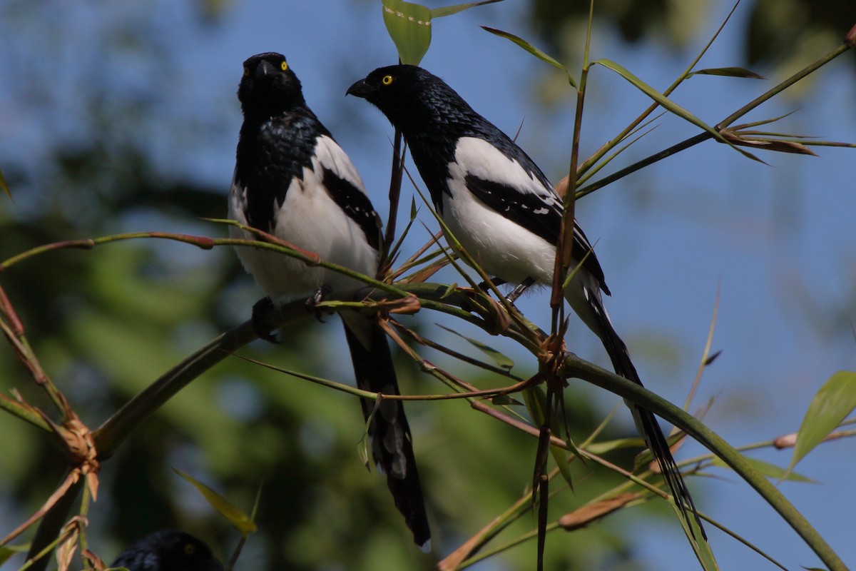 Magpie Tanager - ML614061272