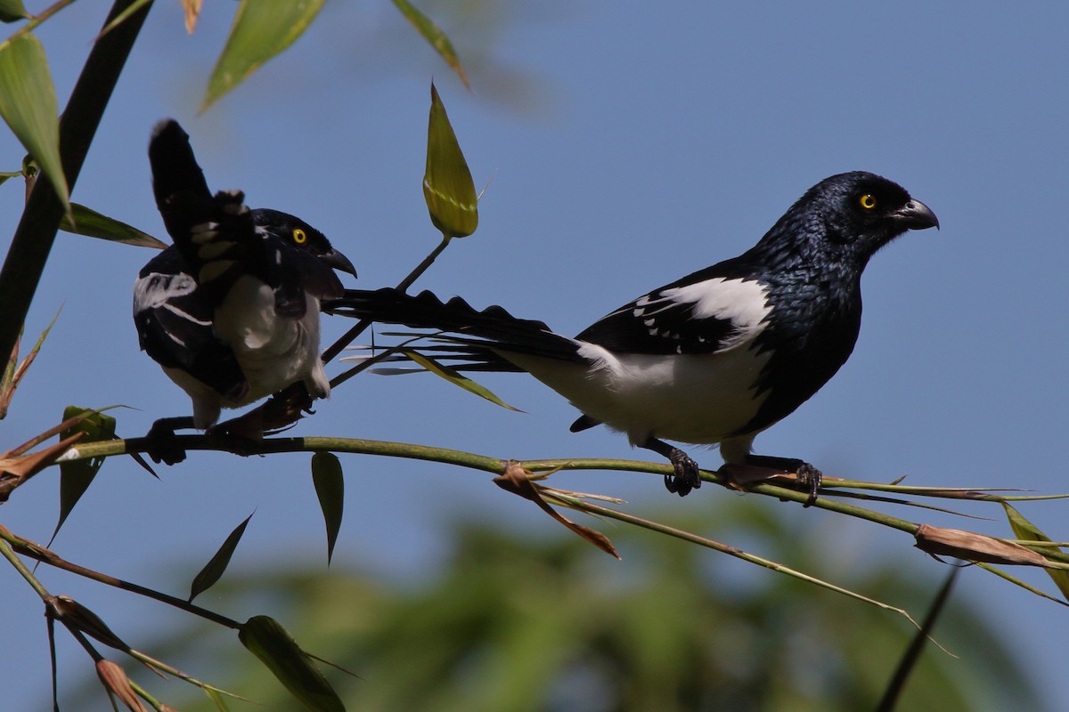 Magpie Tanager - ML614061280