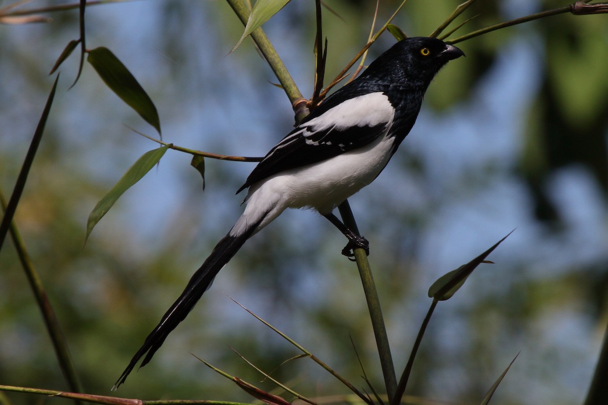 Magpie Tanager - ML614061284