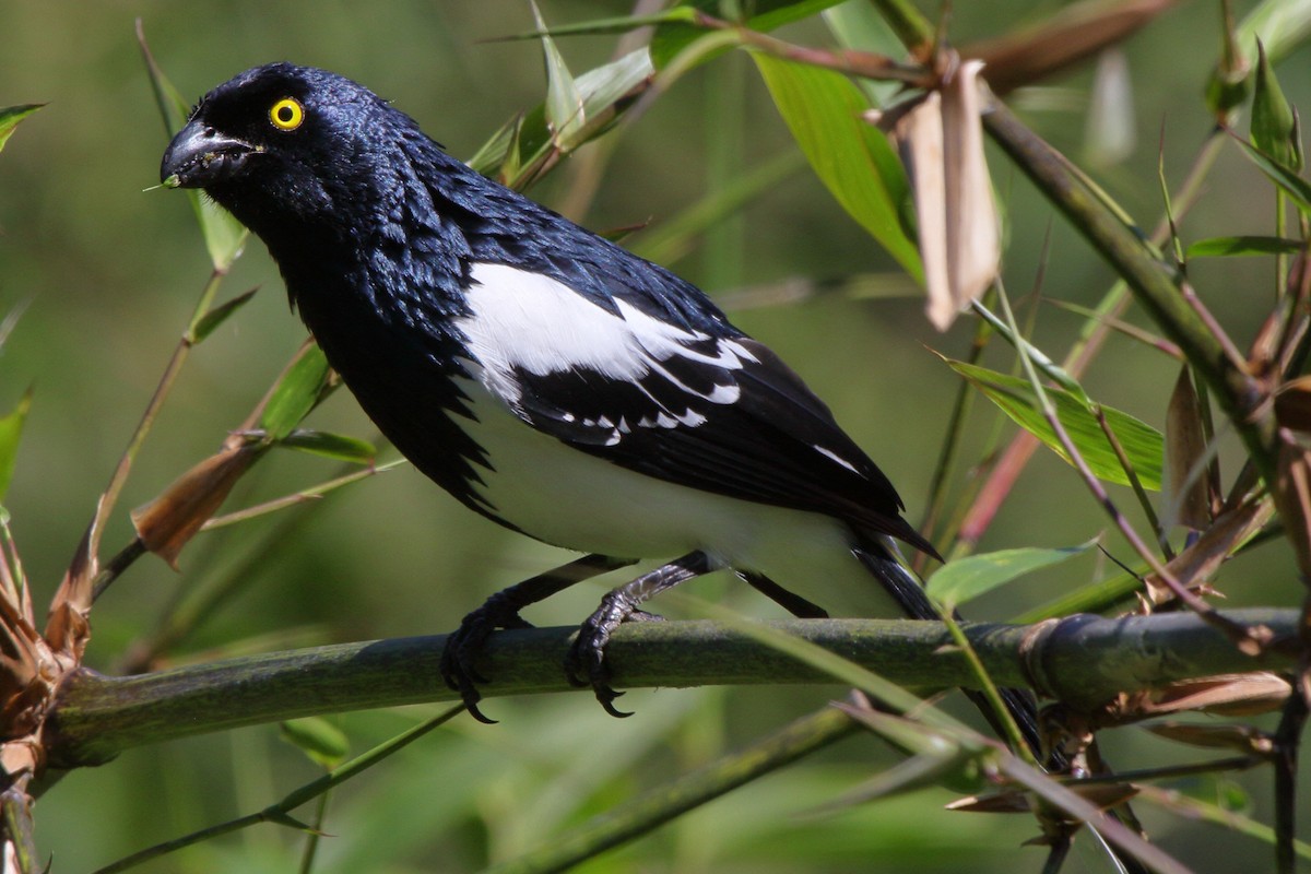 Magpie Tanager - ML614061293
