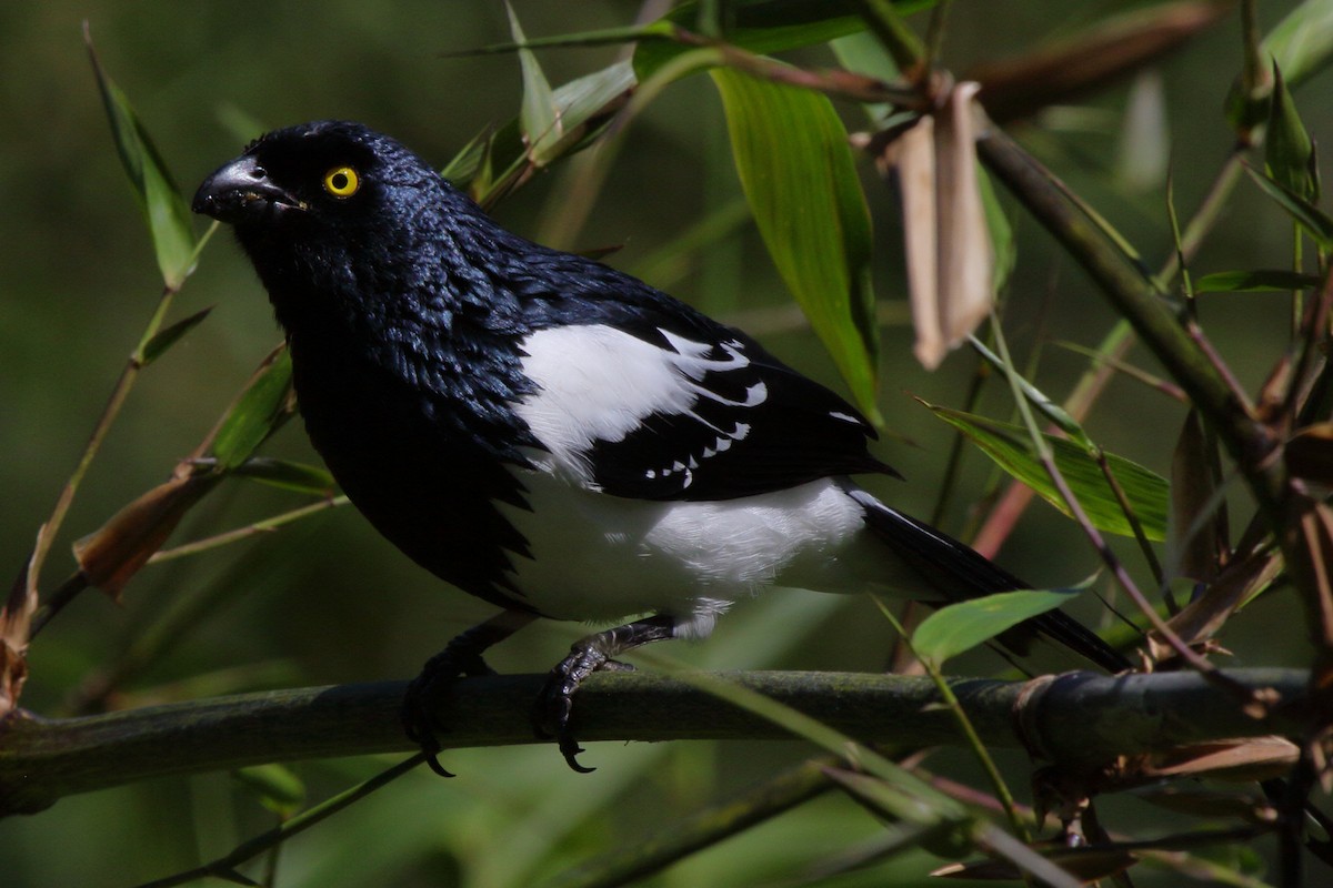 Magpie Tanager - ML614061300