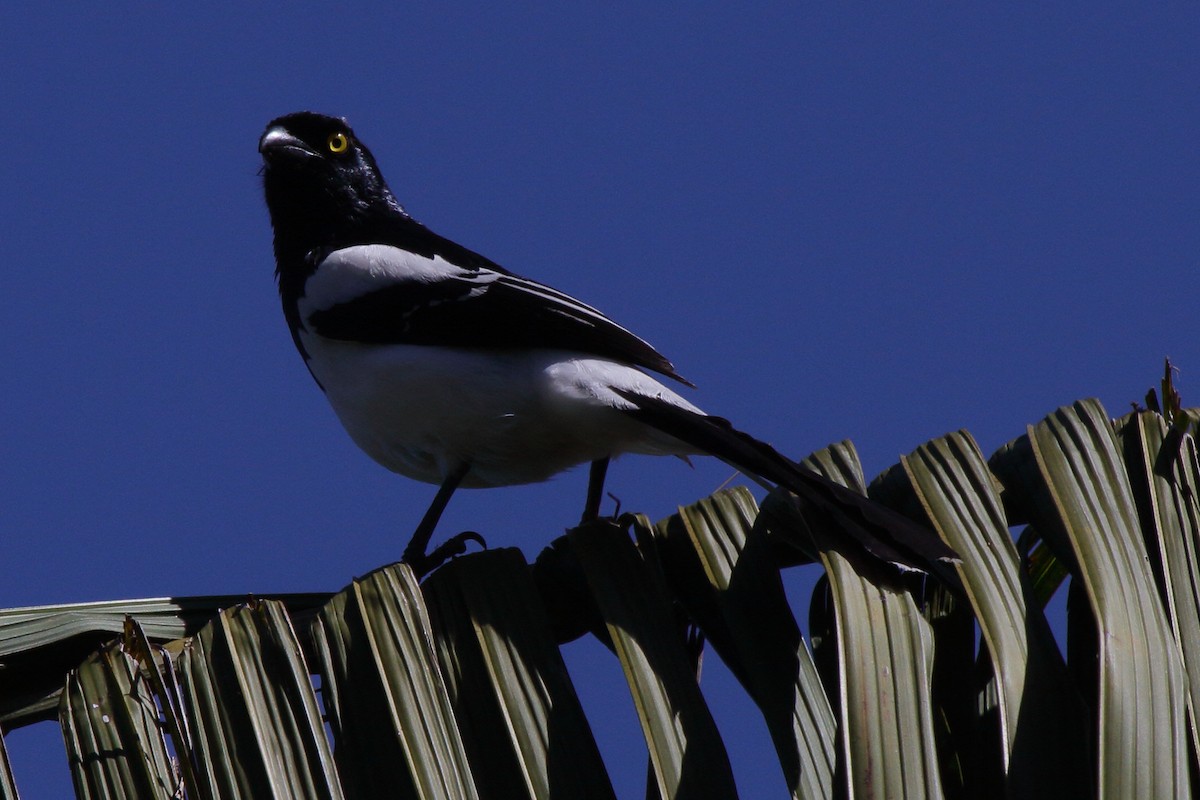 Magpie Tanager - ML614061302
