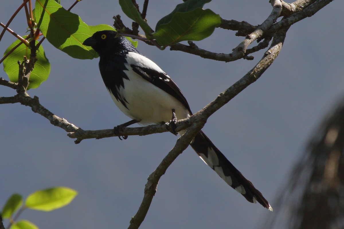 Magpie Tanager - ML614061303