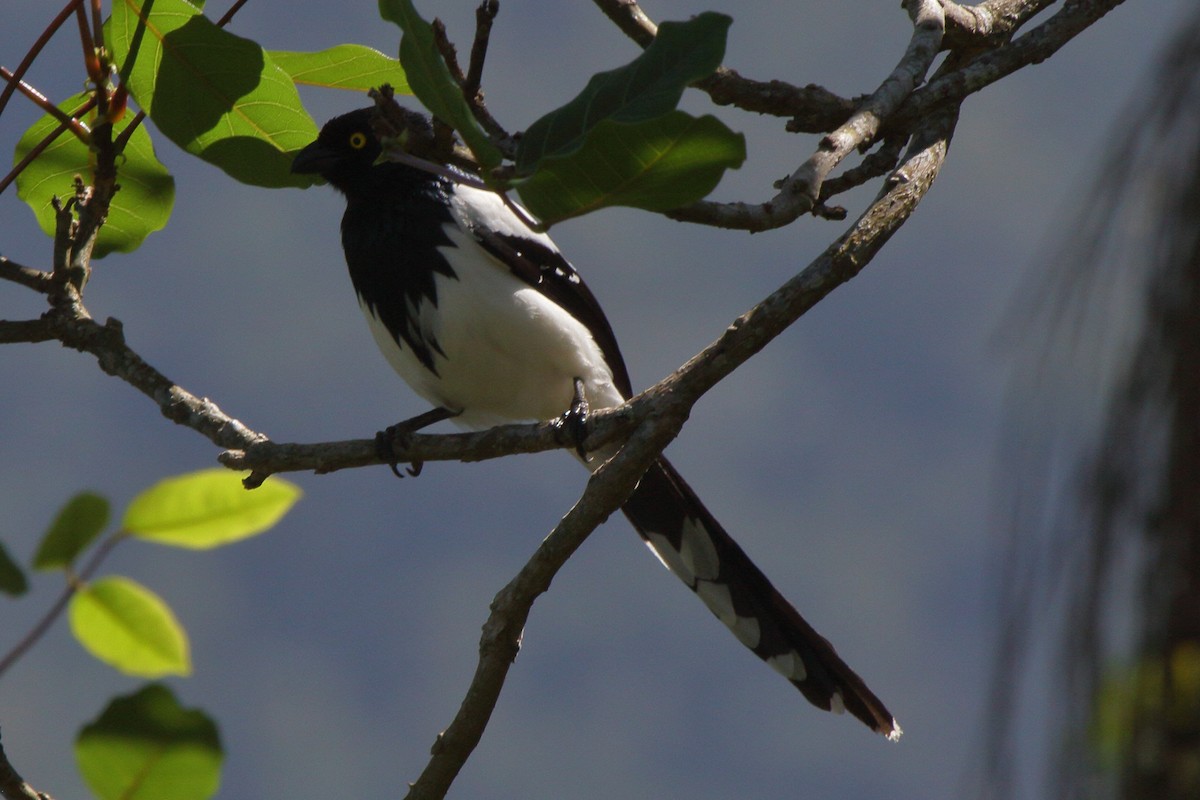 Magpie Tanager - ML614061306