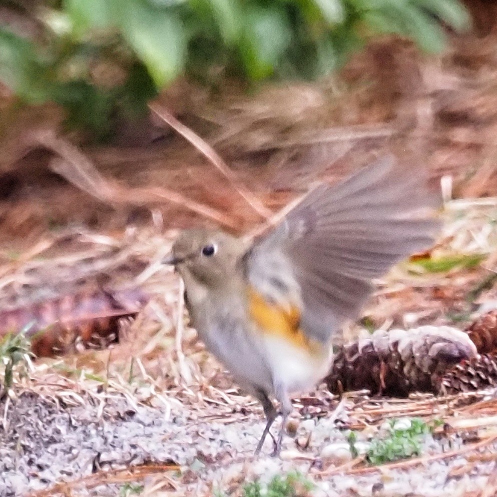 Red-flanked Bluetail - ML614061385