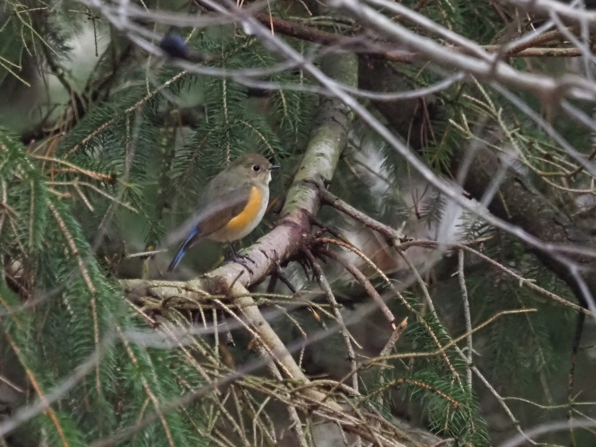 Red-flanked Bluetail - ML614061386
