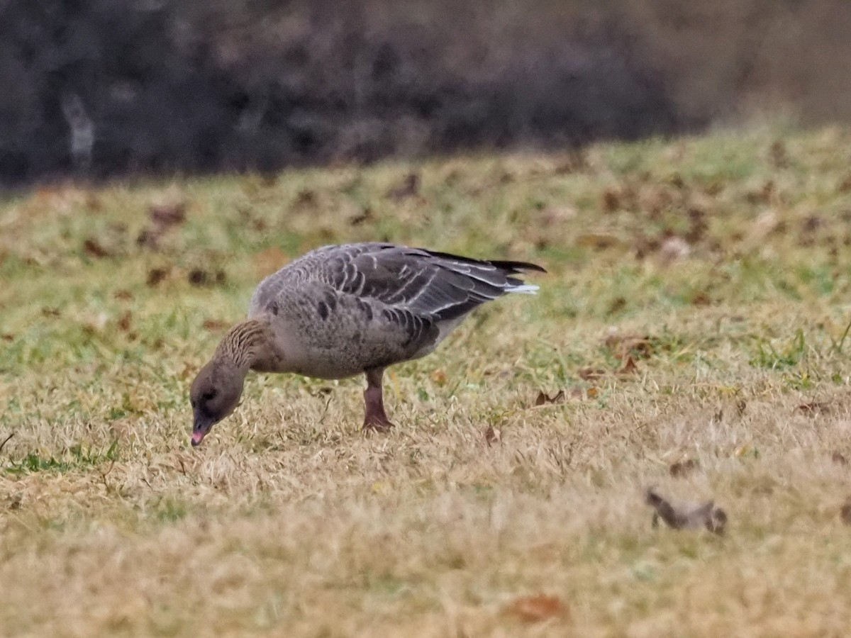 Pink-footed Goose - ML614061446