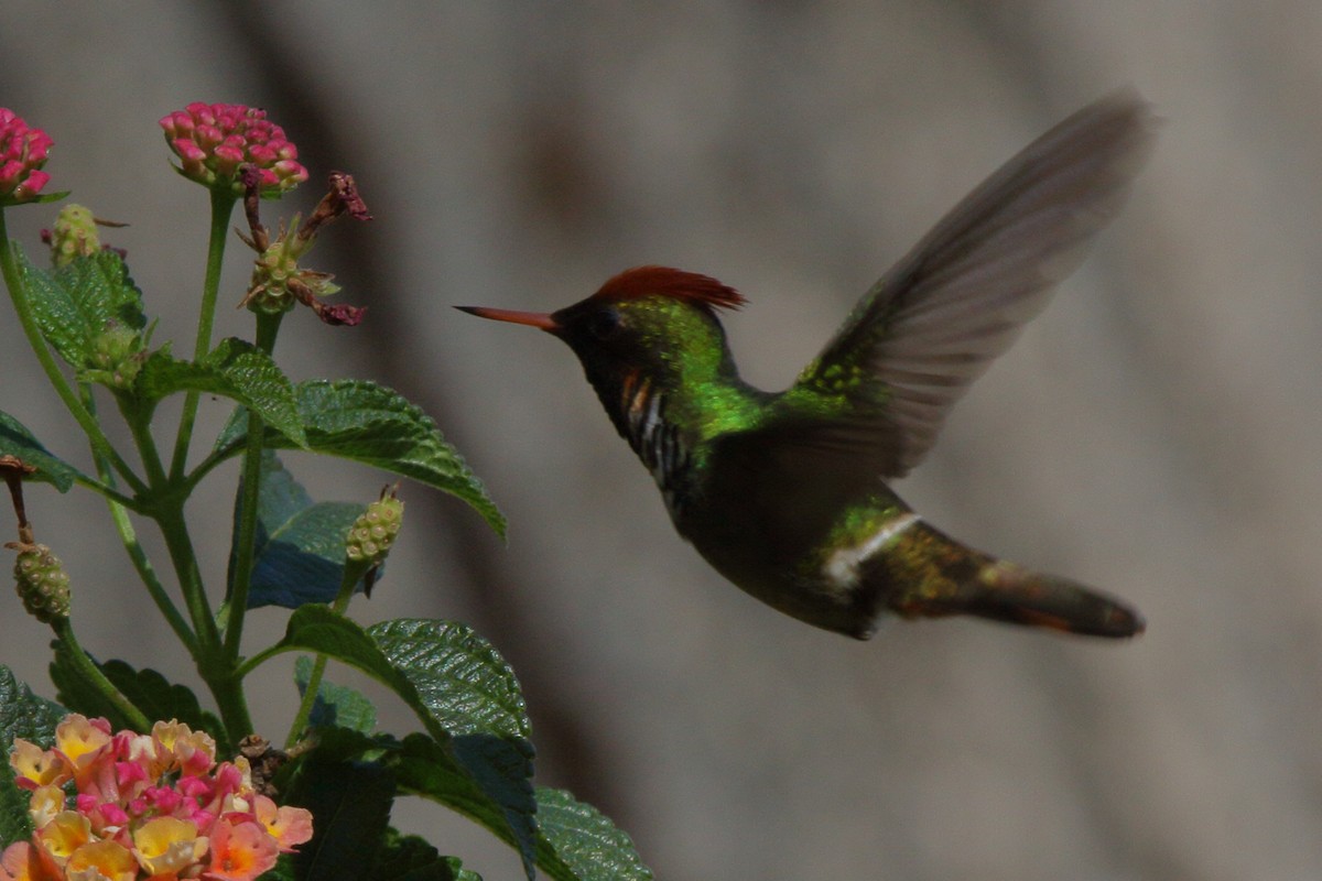Frilled Coquette - ML614061460