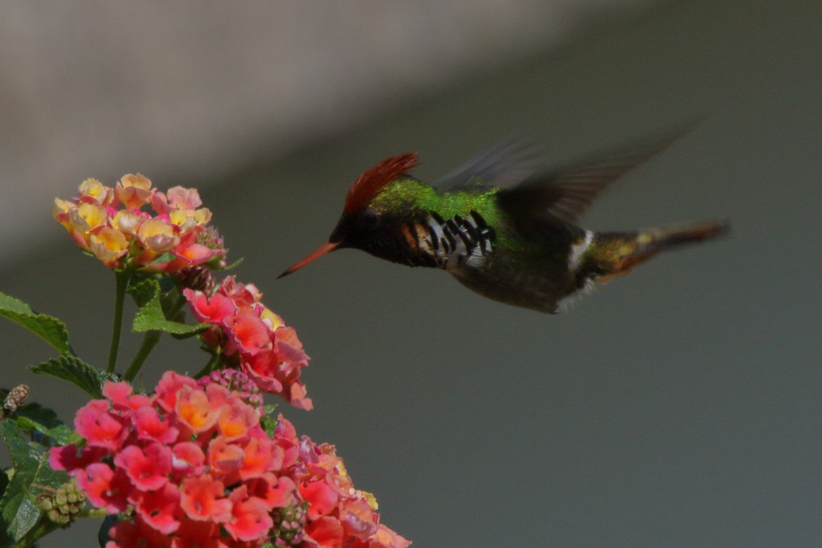 Frilled Coquette - ML614061463