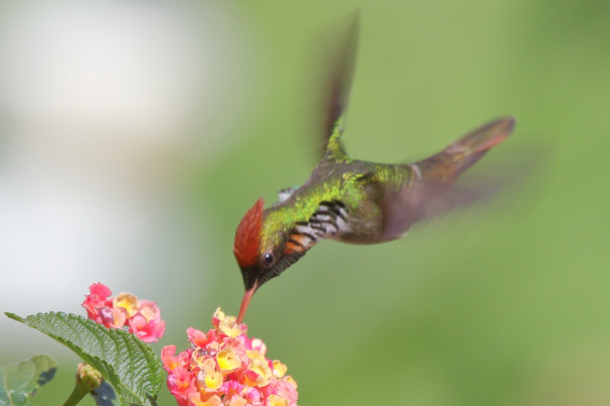 Frilled Coquette - ML614061464