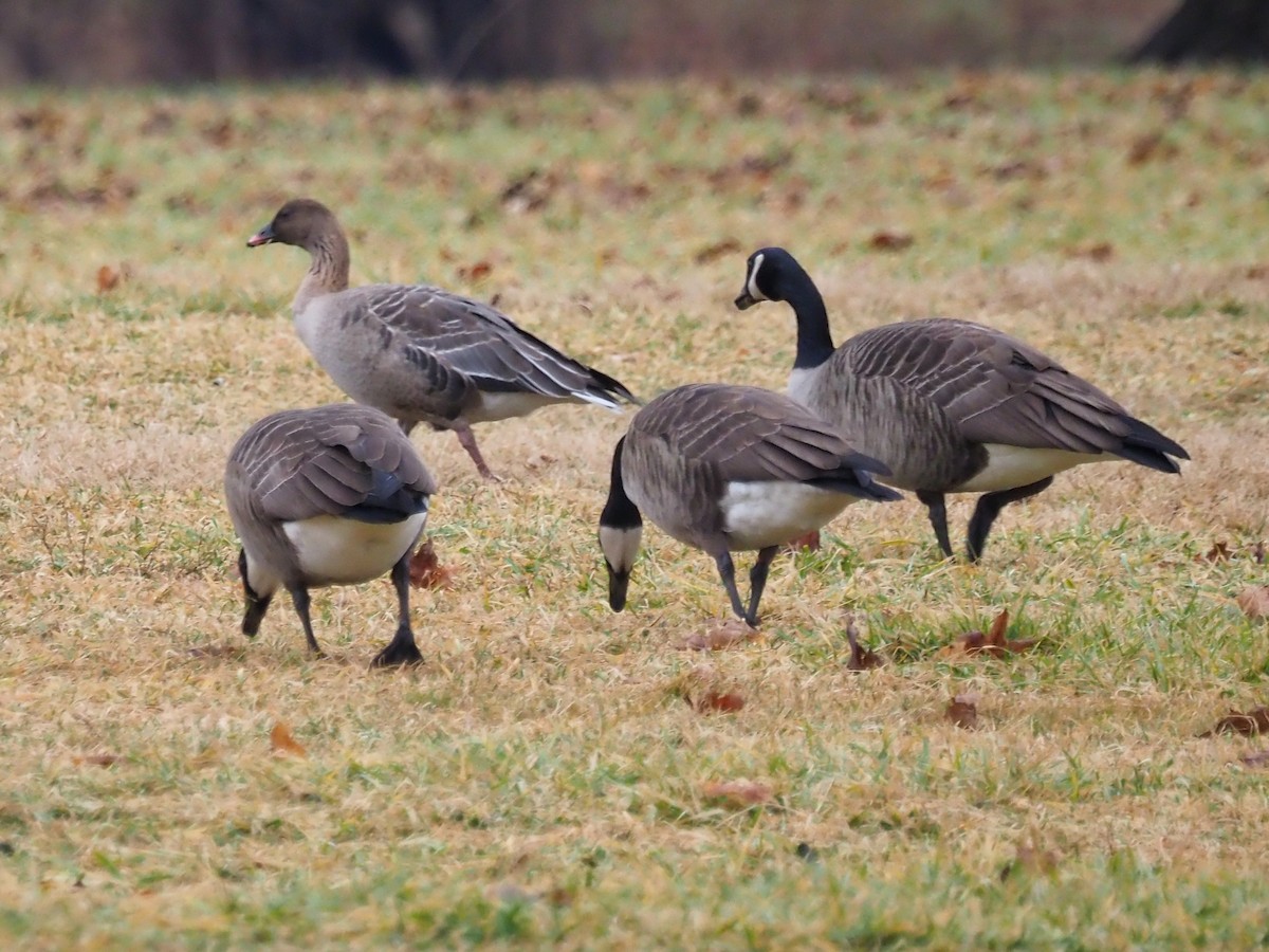 Pink-footed Goose - ML614061465