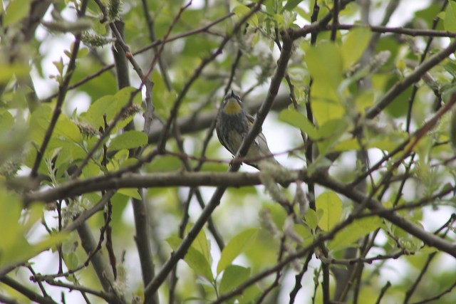 Yellow-rumped Warbler (Audubon's) - ML614061495