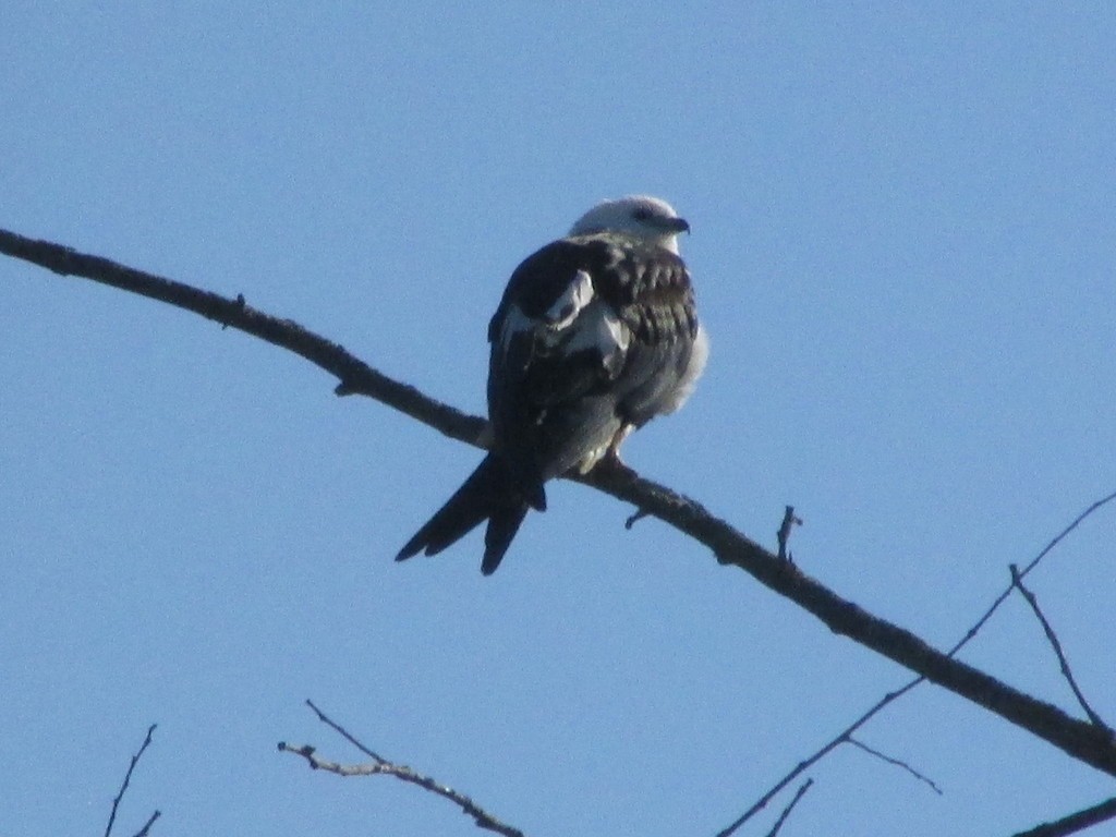 Swallow-tailed Kite - ML614061601