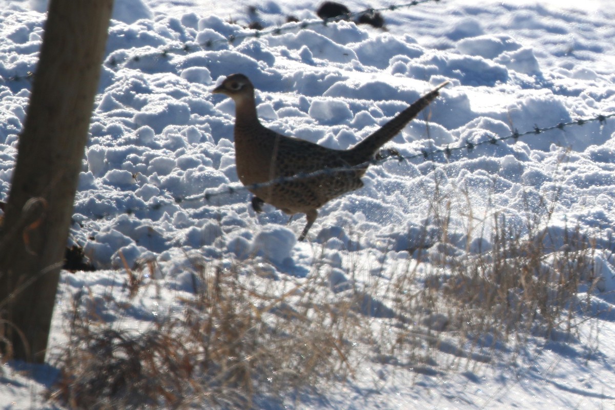 Ring-necked Pheasant - ML614061955
