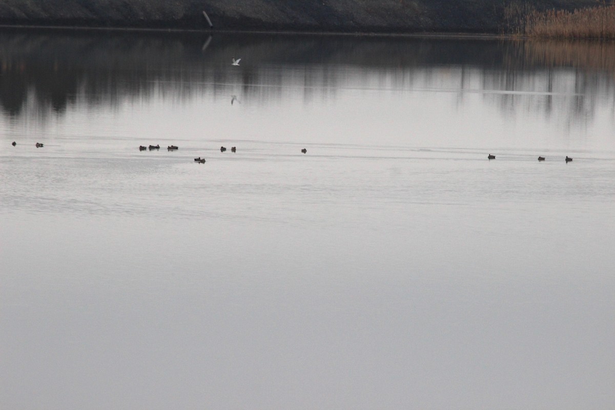 Pennsylvania Bird Atlas Checklist 27 Jan 2024 Rt 43 Coal Pond 7   1200