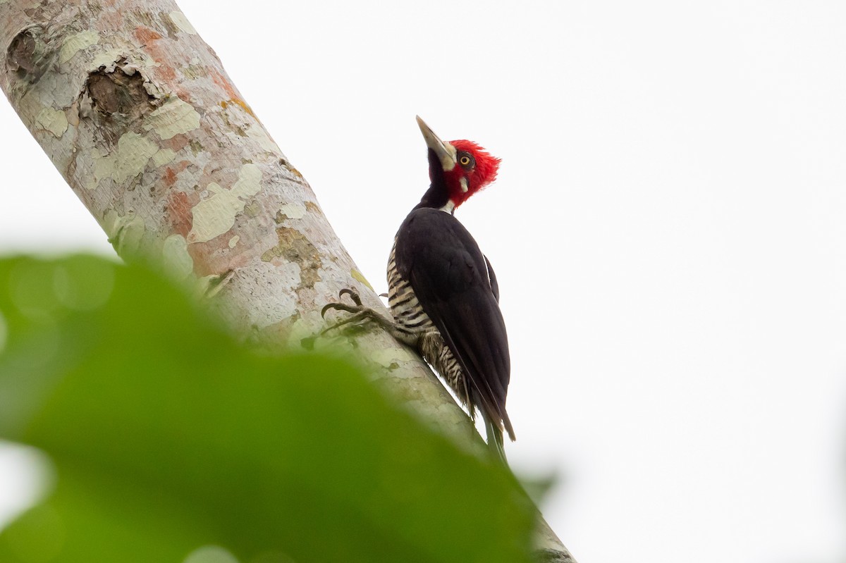 Crimson-crested Woodpecker - Jamie Jacob 🦅