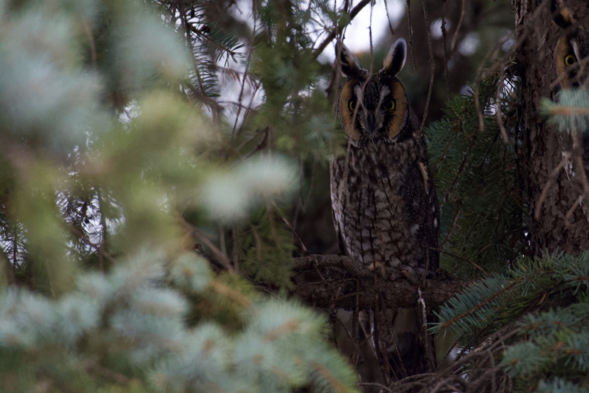 Long-eared Owl - ML614062083