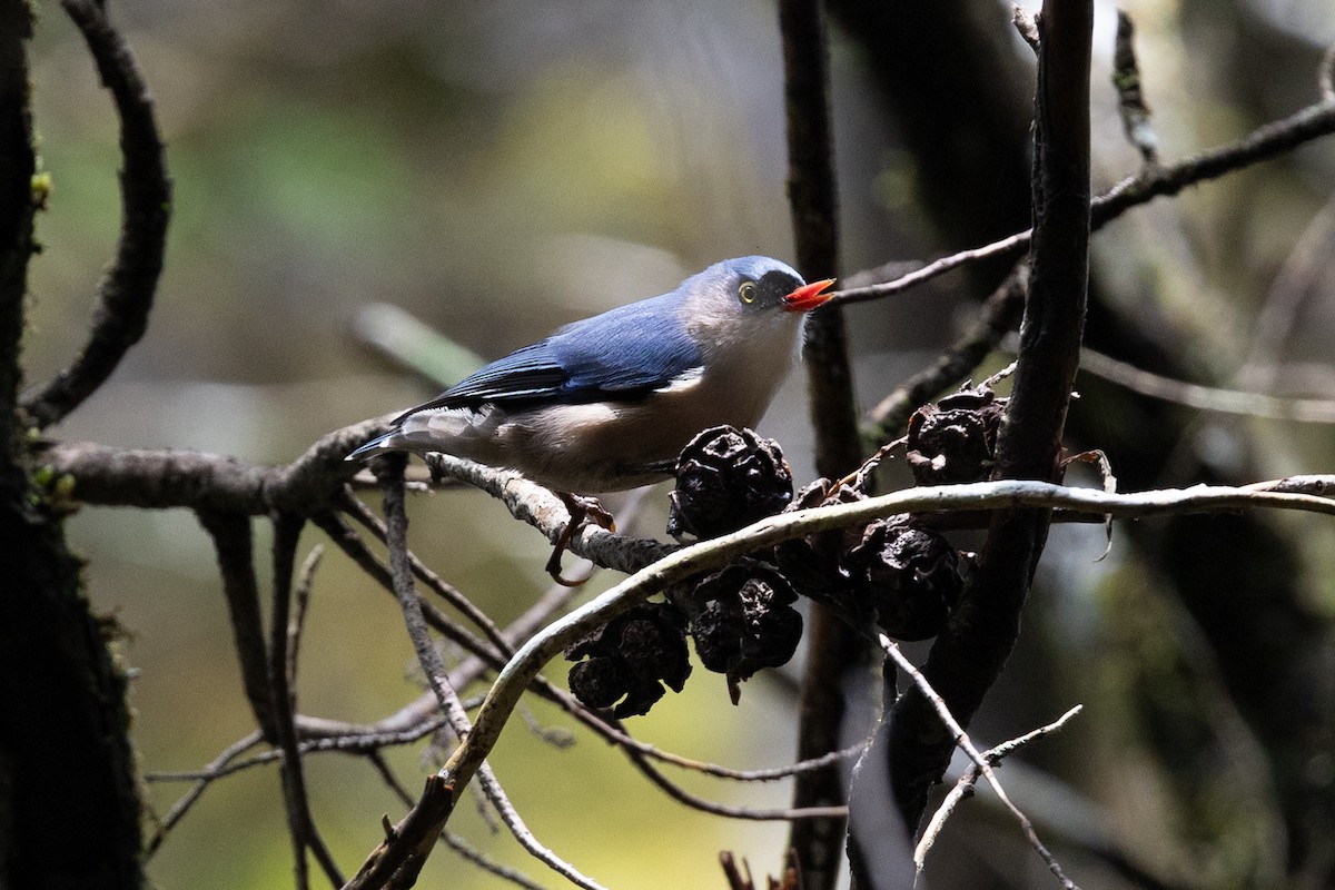 Velvet-fronted Nuthatch - ML614062291