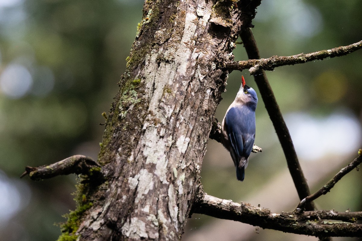 Velvet-fronted Nuthatch - ML614062292