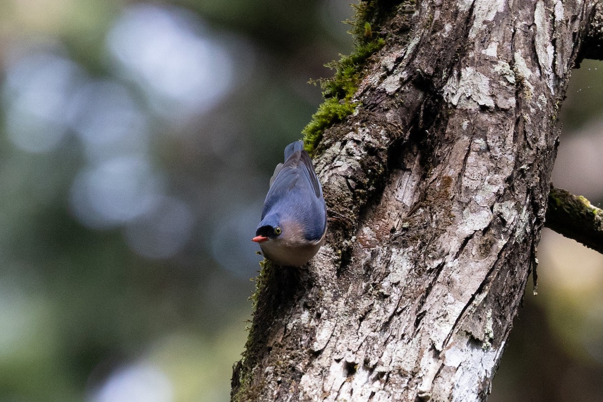 Velvet-fronted Nuthatch - ML614062293