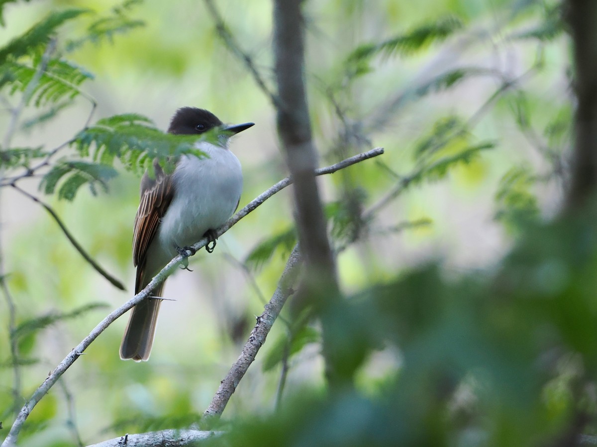 Loggerhead Kingbird (Hispaniolan) - ML614062344