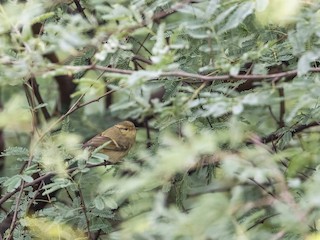  - Brooks's Leaf Warbler
