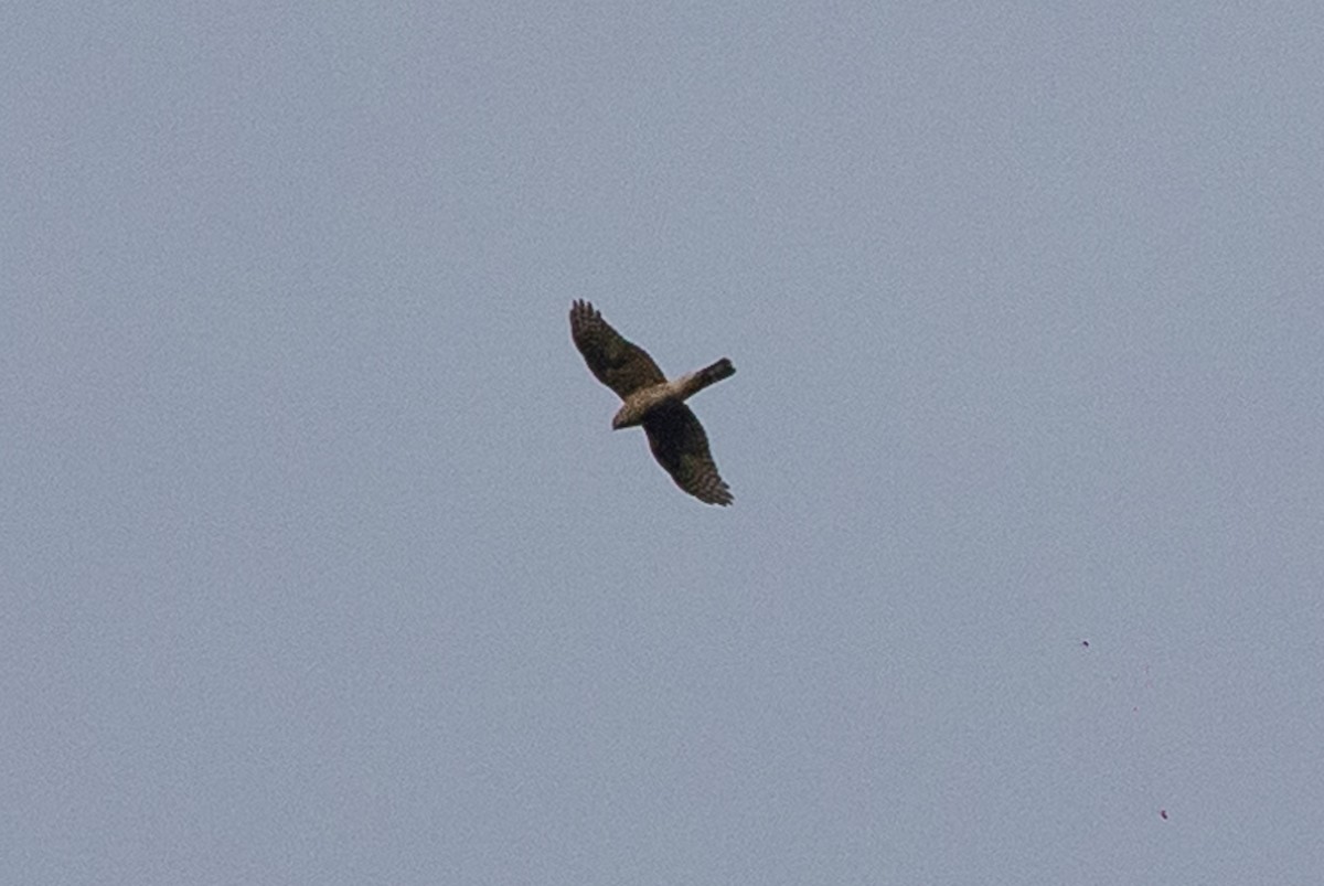 Eurasian Sparrowhawk - ML614062536