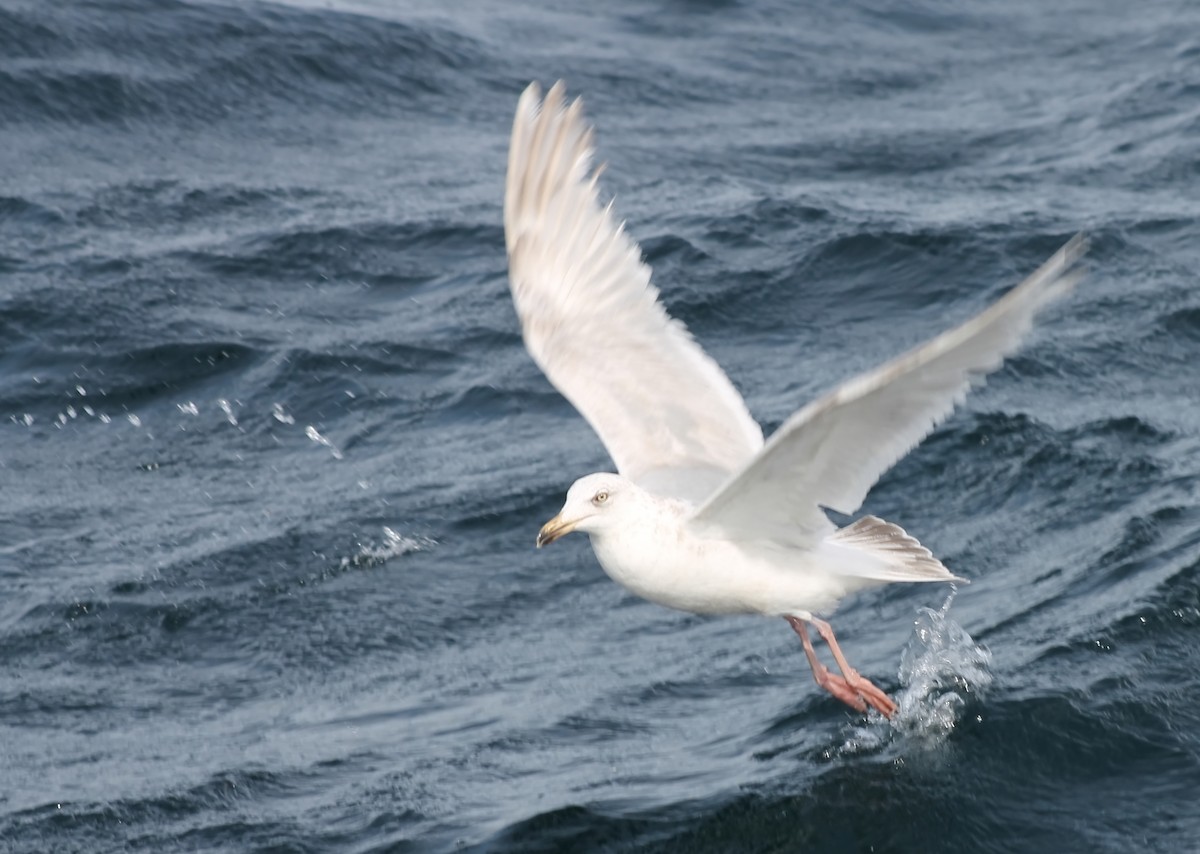 Herring x Glaucous-winged Gull (hybrid) - ML614062593