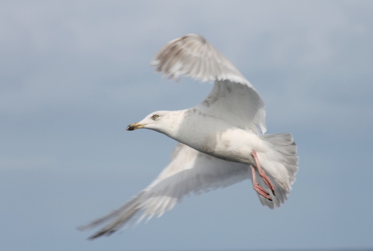 Herring x Glaucous-winged Gull (hybrid) - ML614062594