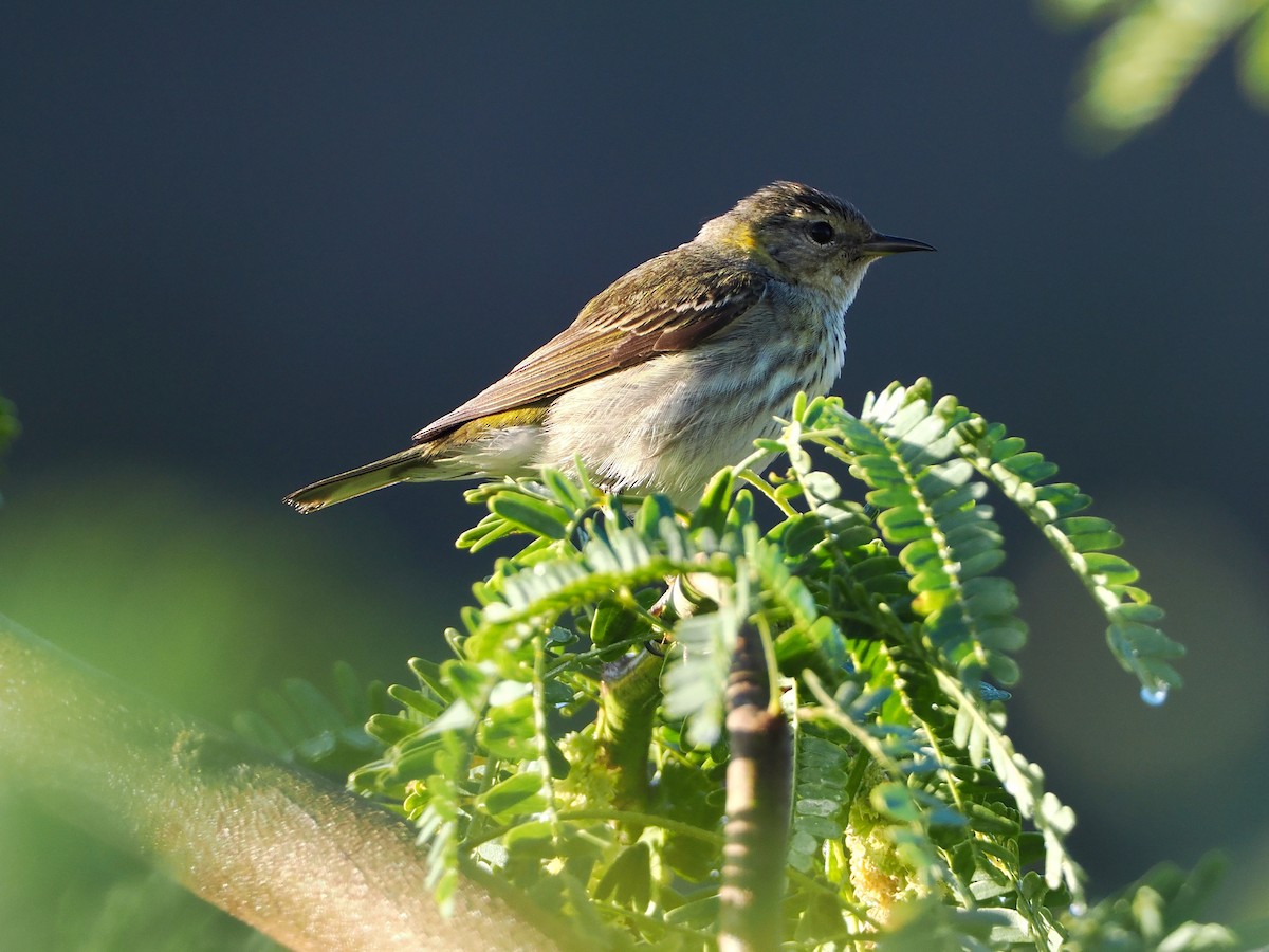 Cape May Warbler - ML614062875