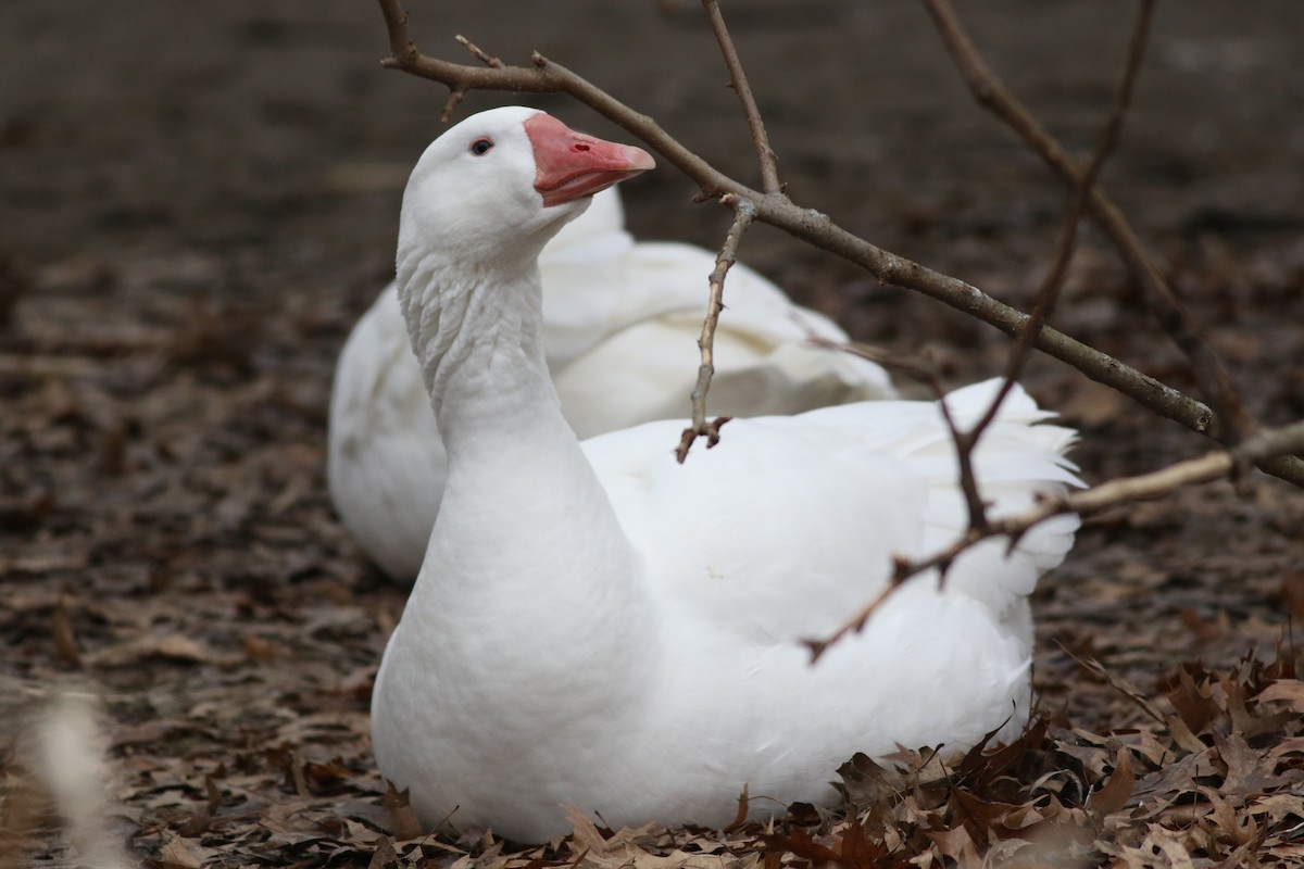 Graylag x Swan Goose (hybrid) - Lily Morello