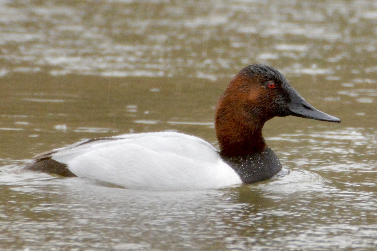 Canvasback - lise owens