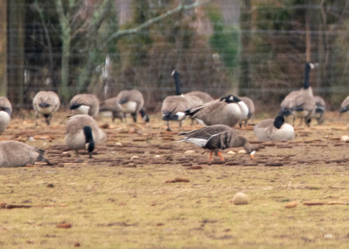 Greater White-fronted Goose - ML614063043