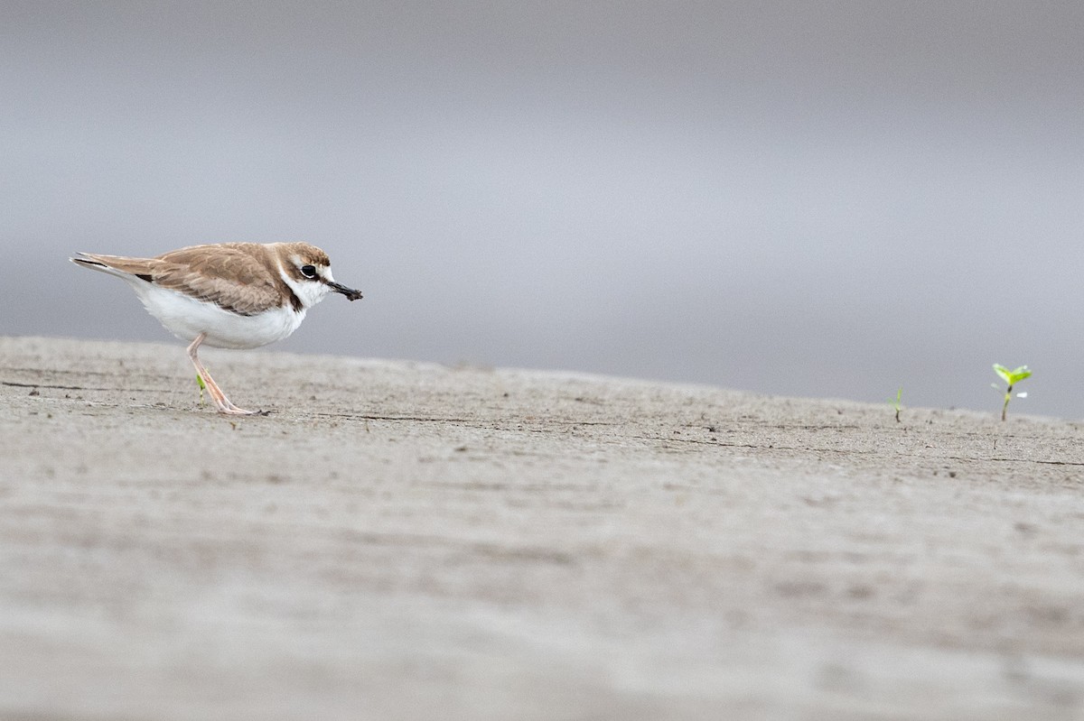 Collared Plover - ML614063045