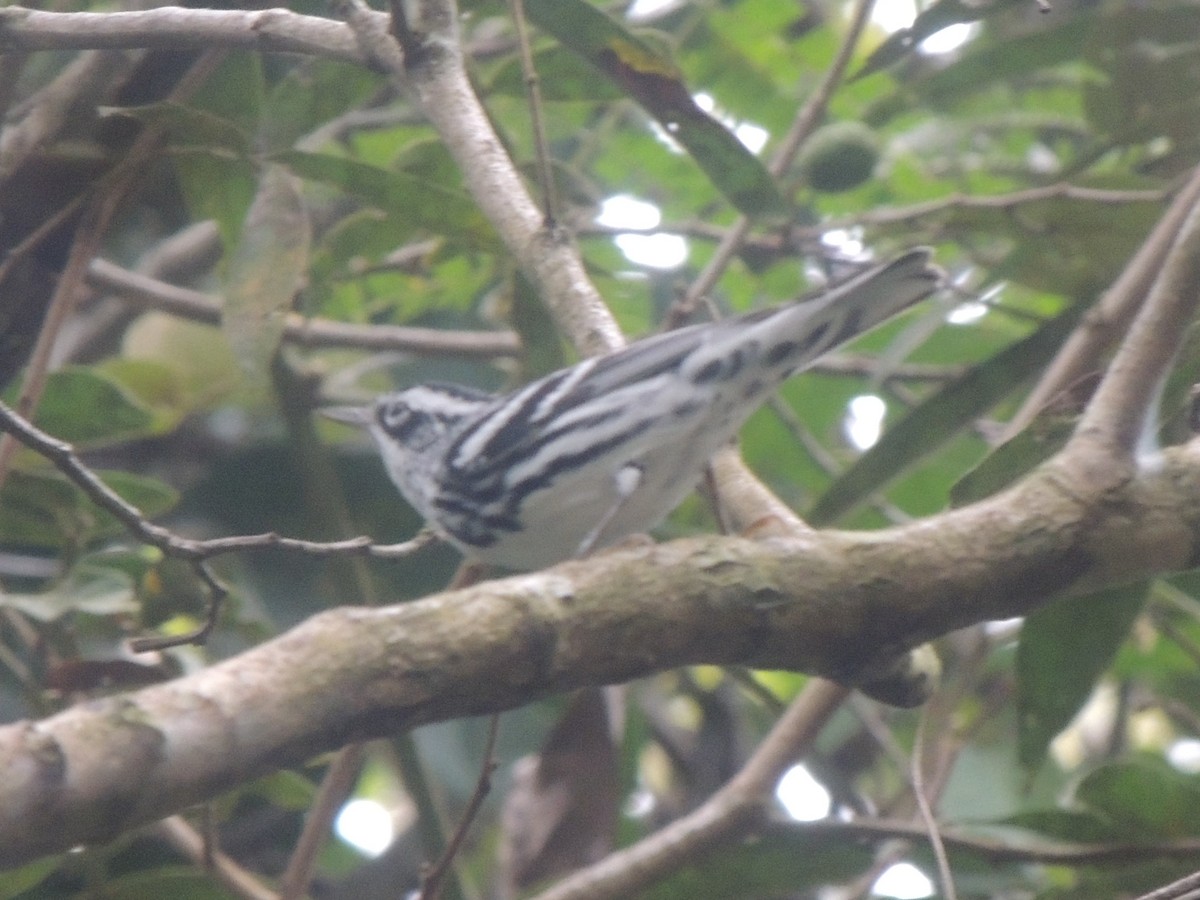 Black-and-white Warbler - ML614063061