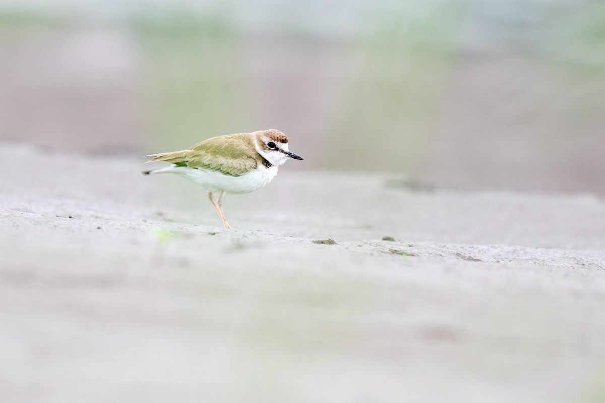 Collared Plover - ML614063104