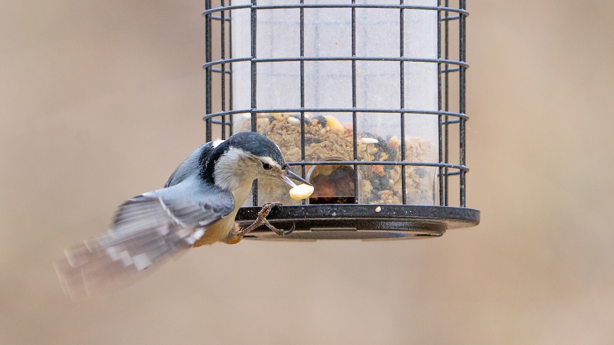 White-breasted Nuthatch - ML614063187