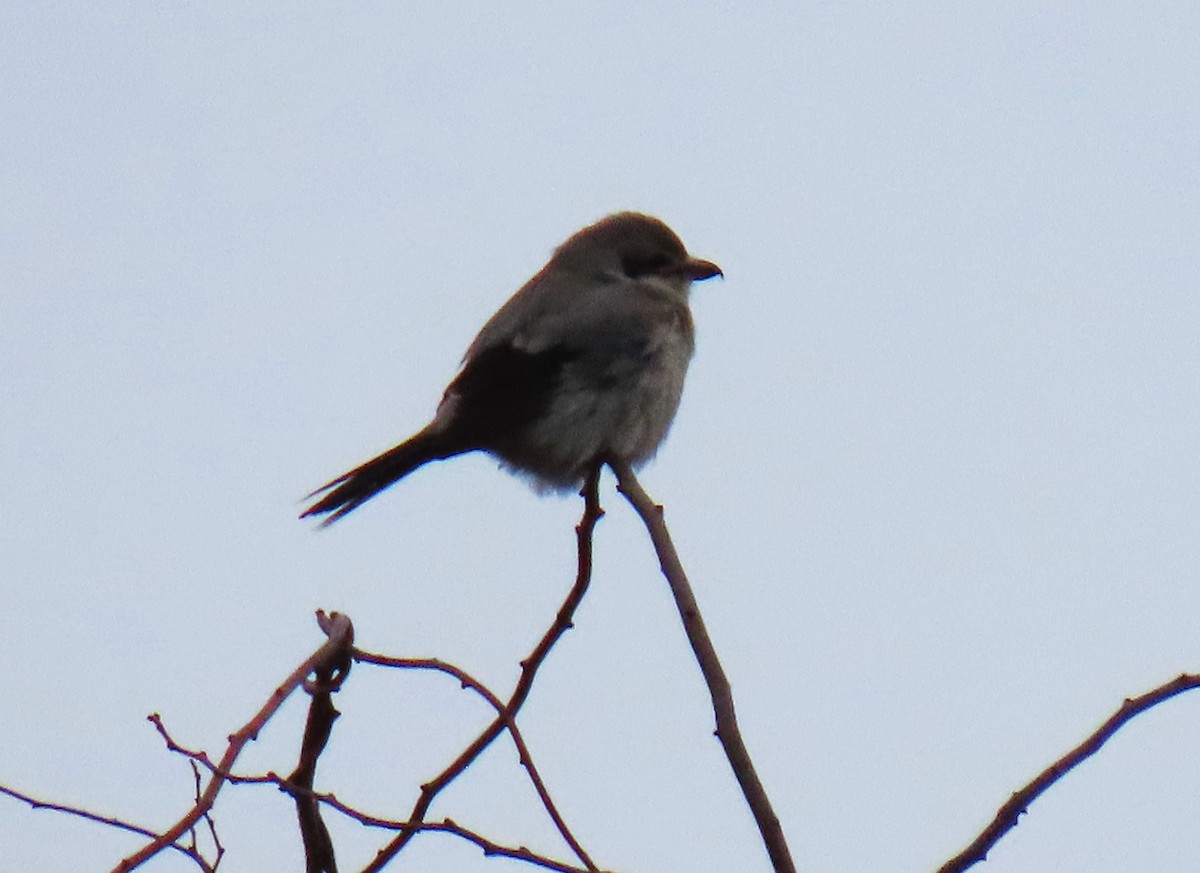 Ebird Checklist - 27 Jan 2024 - Eight-rod Farm & Pond Wma - 36 Species 