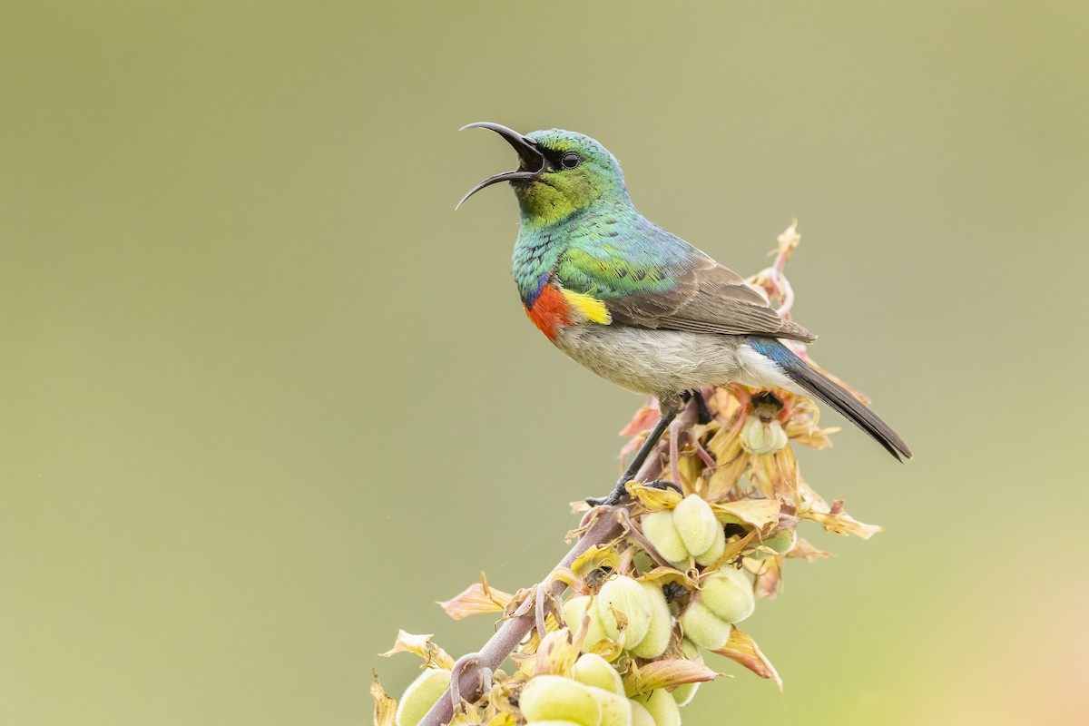 Southern Double-collared Sunbird - ML614063297