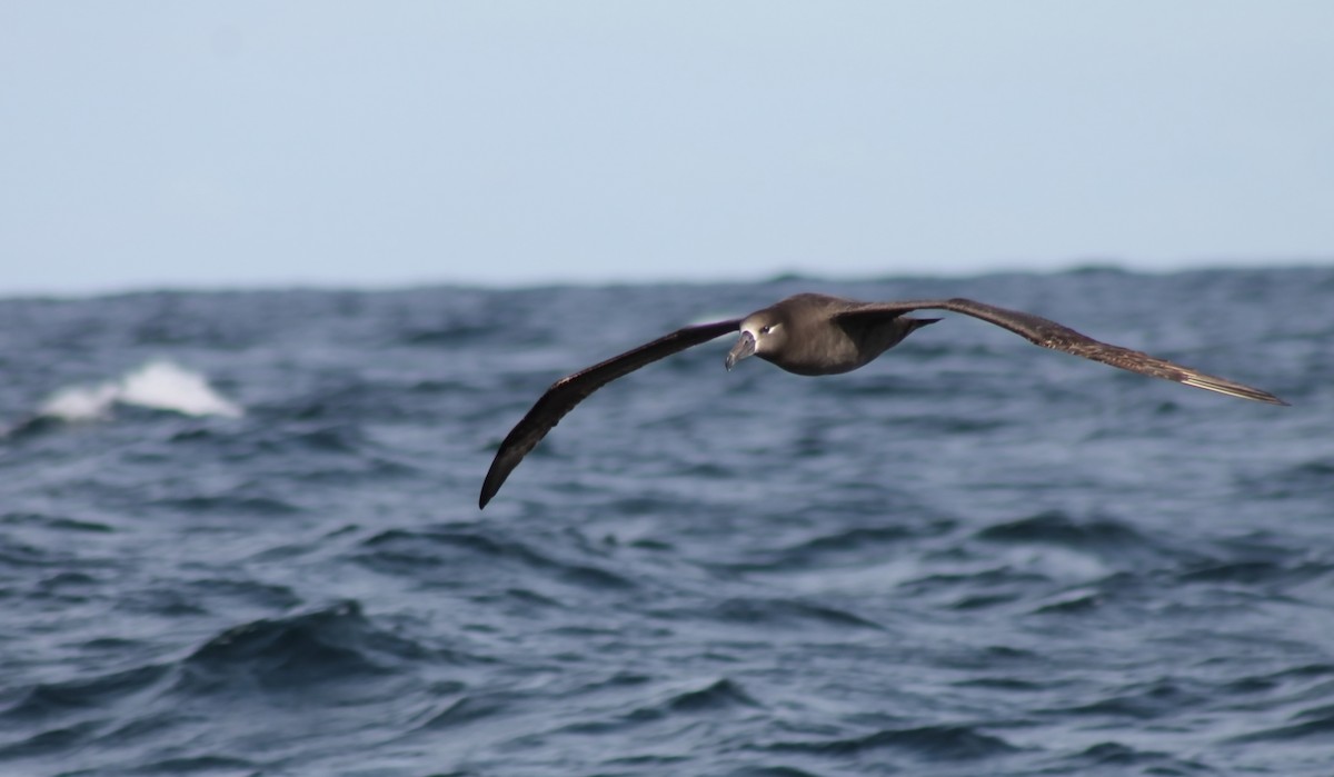 Albatros à pieds noirs - ML614063305