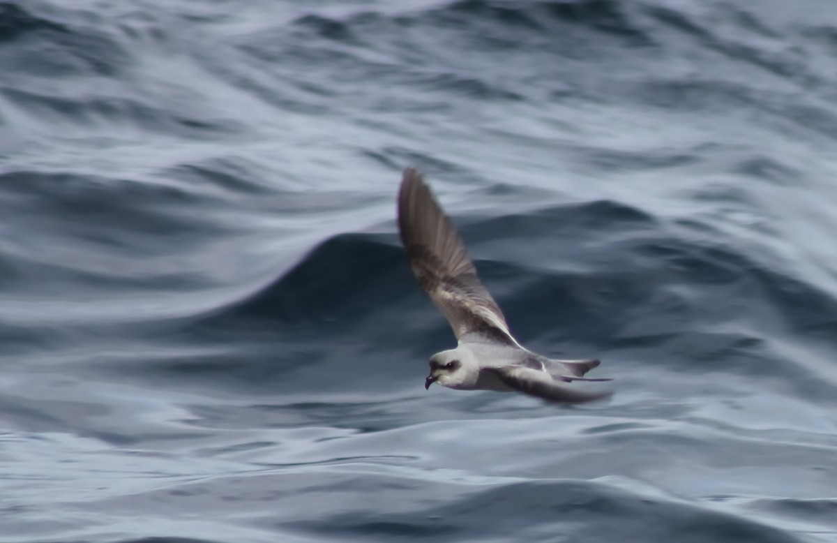 Fork-tailed Storm-Petrel - ML614063331