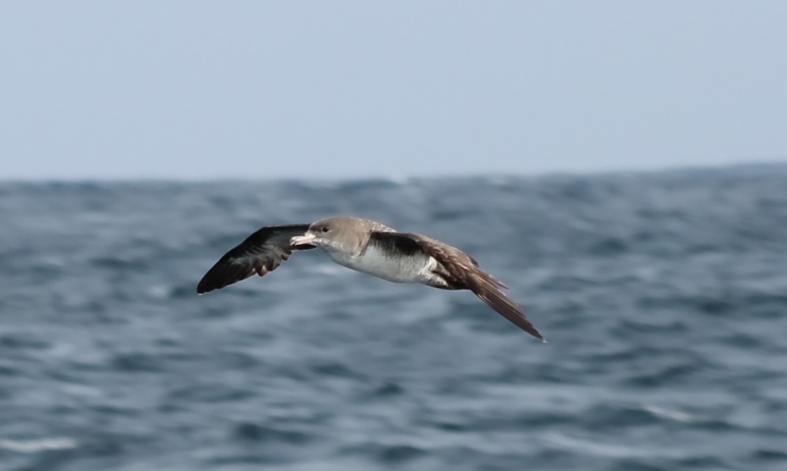 Pink-footed Shearwater - Jon. Anderson