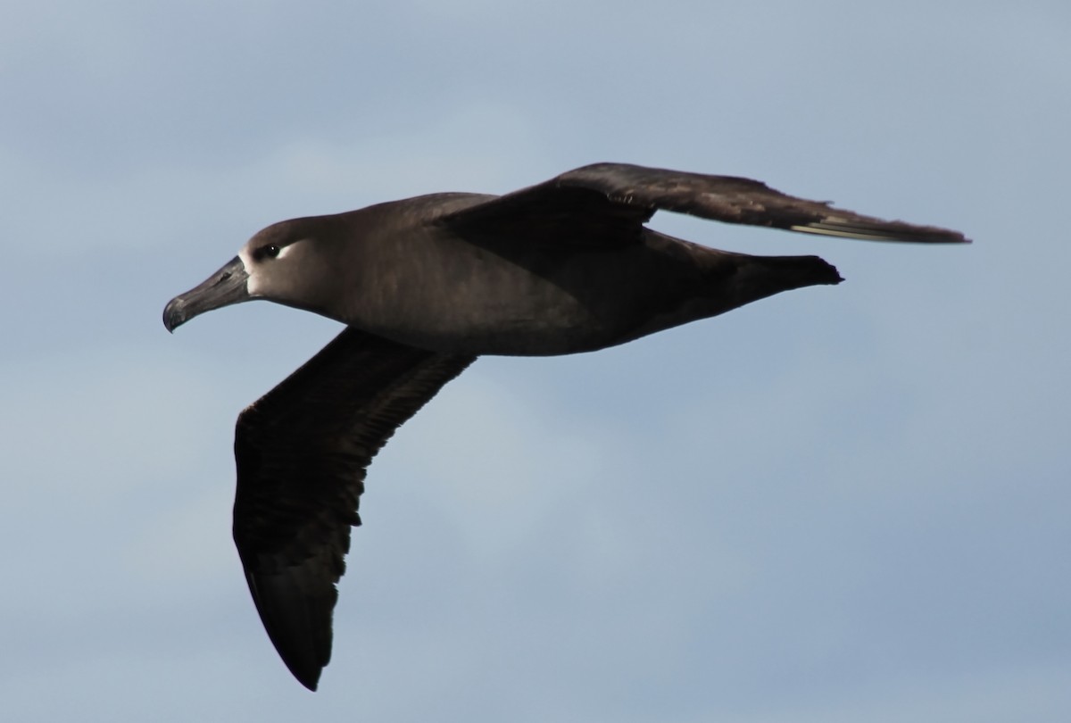 Albatros à pieds noirs - ML614063495