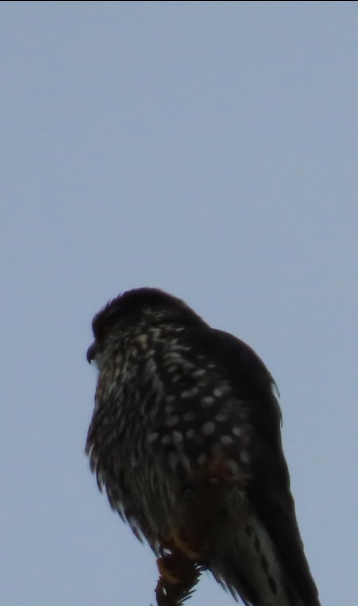 eBird Checklist 27 Jan 2024 stakeout Eurasian Tree Sparrow, Bourget