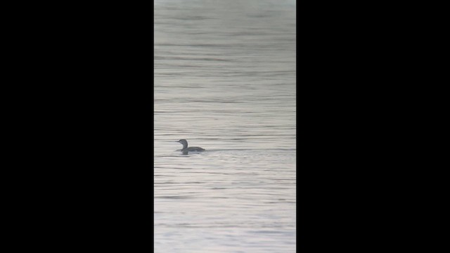 Red-throated Loon - ML614063513